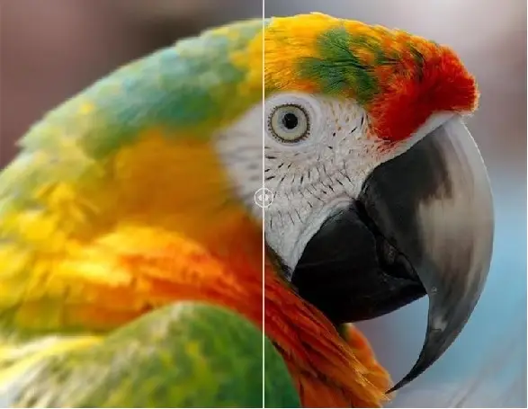 unblur image ai online helps to make a clear bird picture